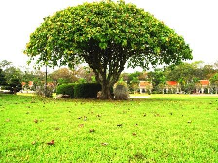 Ficus-religiosa1.jpg.2acb05a583faa0a2cbc0b5ac92764890.jpg