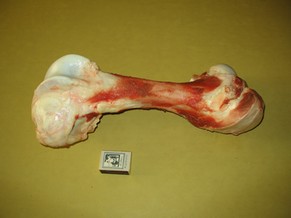 kost.jpg.817399ae503b71f8413e8d855b78226c.jpg